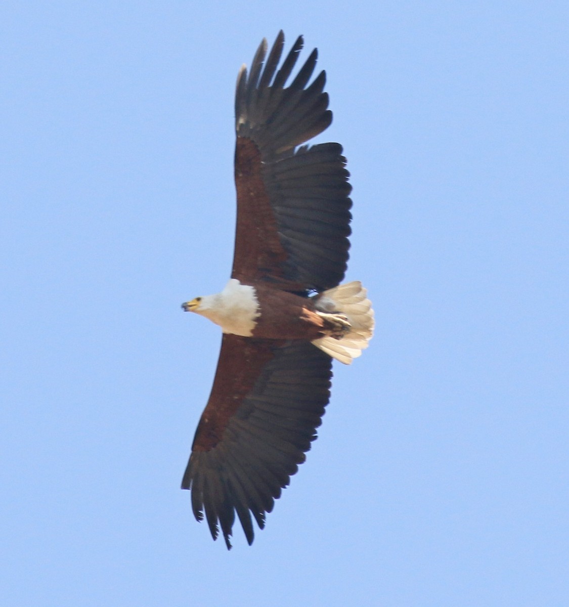 African Fish-Eagle - ML377088431