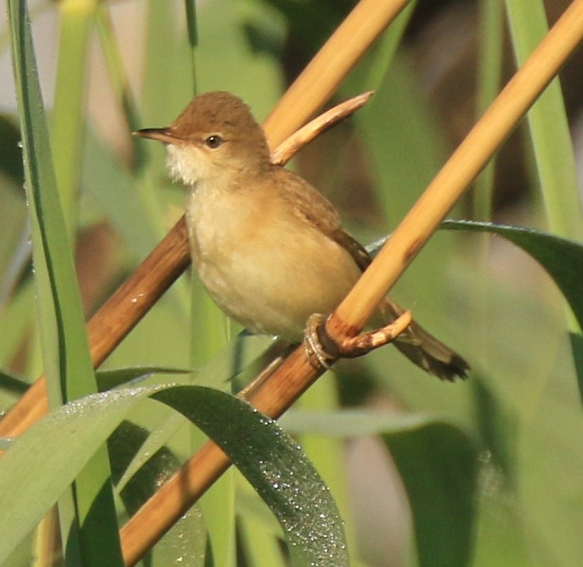 Common Reed Warbler (African) - ML377088811