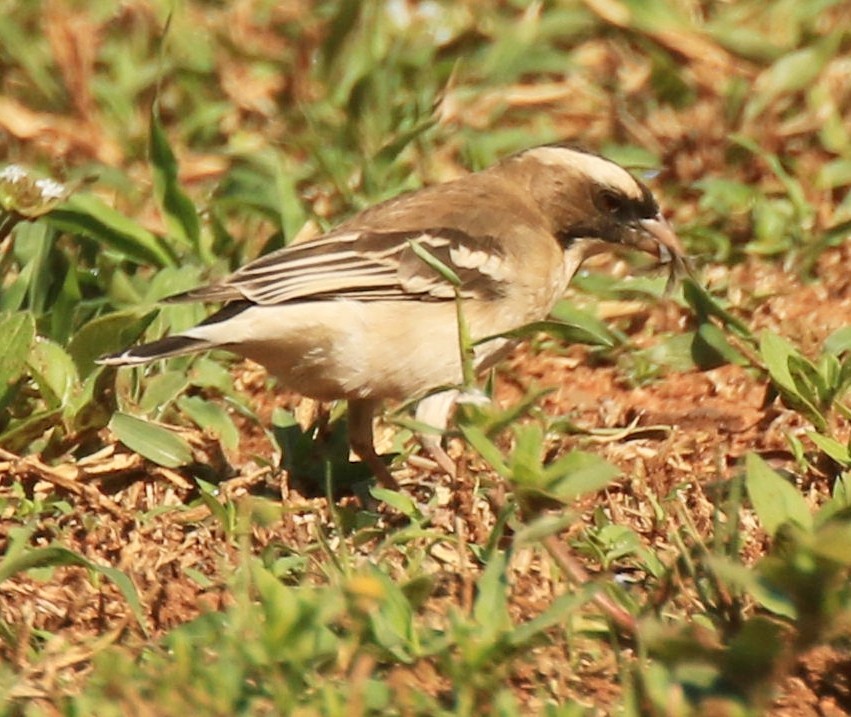 White-browed Sparrow-Weaver - ML377090061
