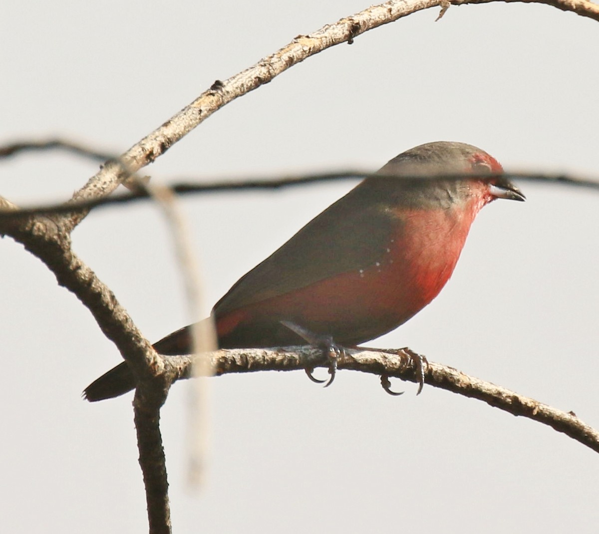 African Firefinch - Marna Buys