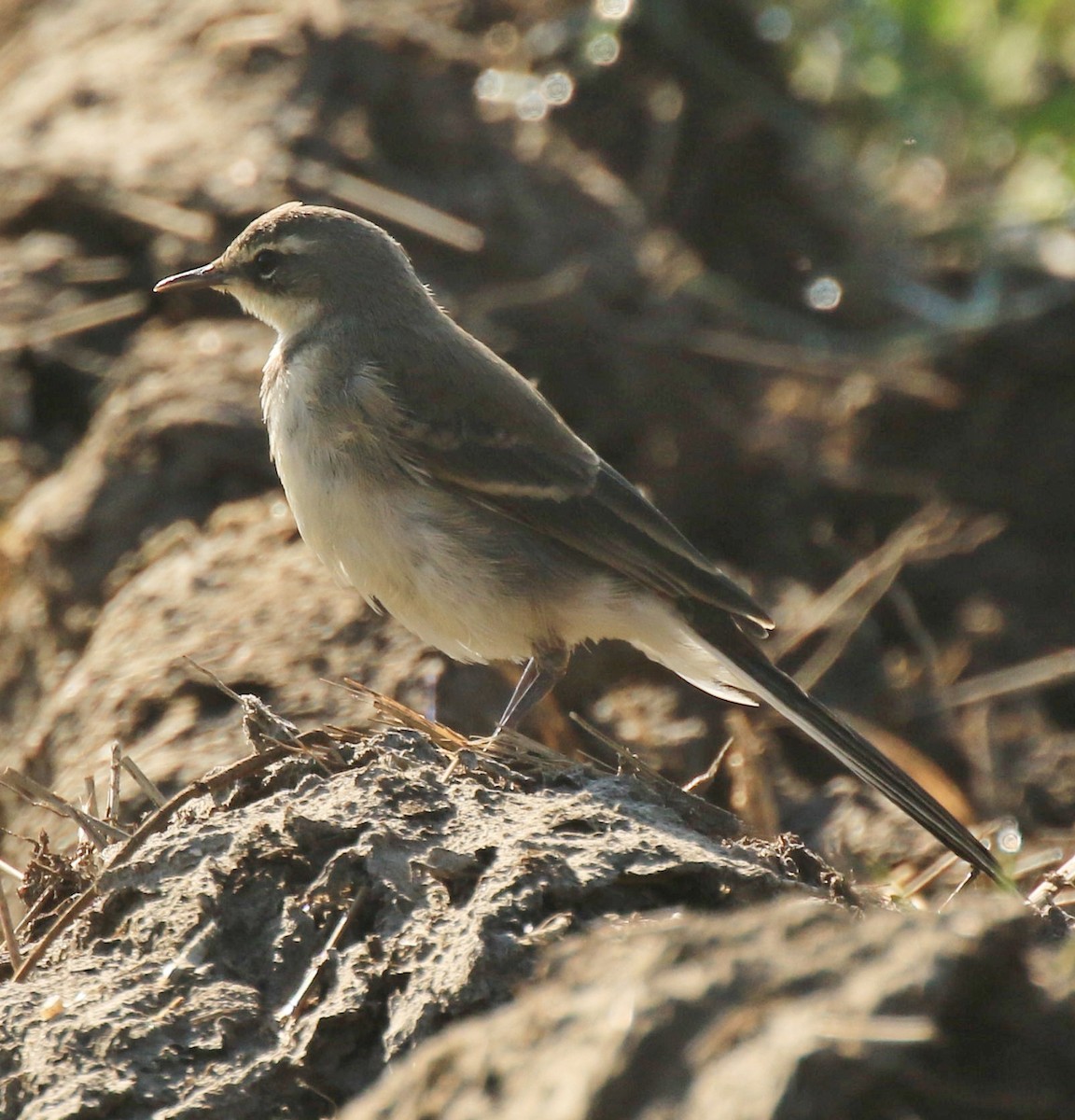 Cape Wagtail - Marna Buys