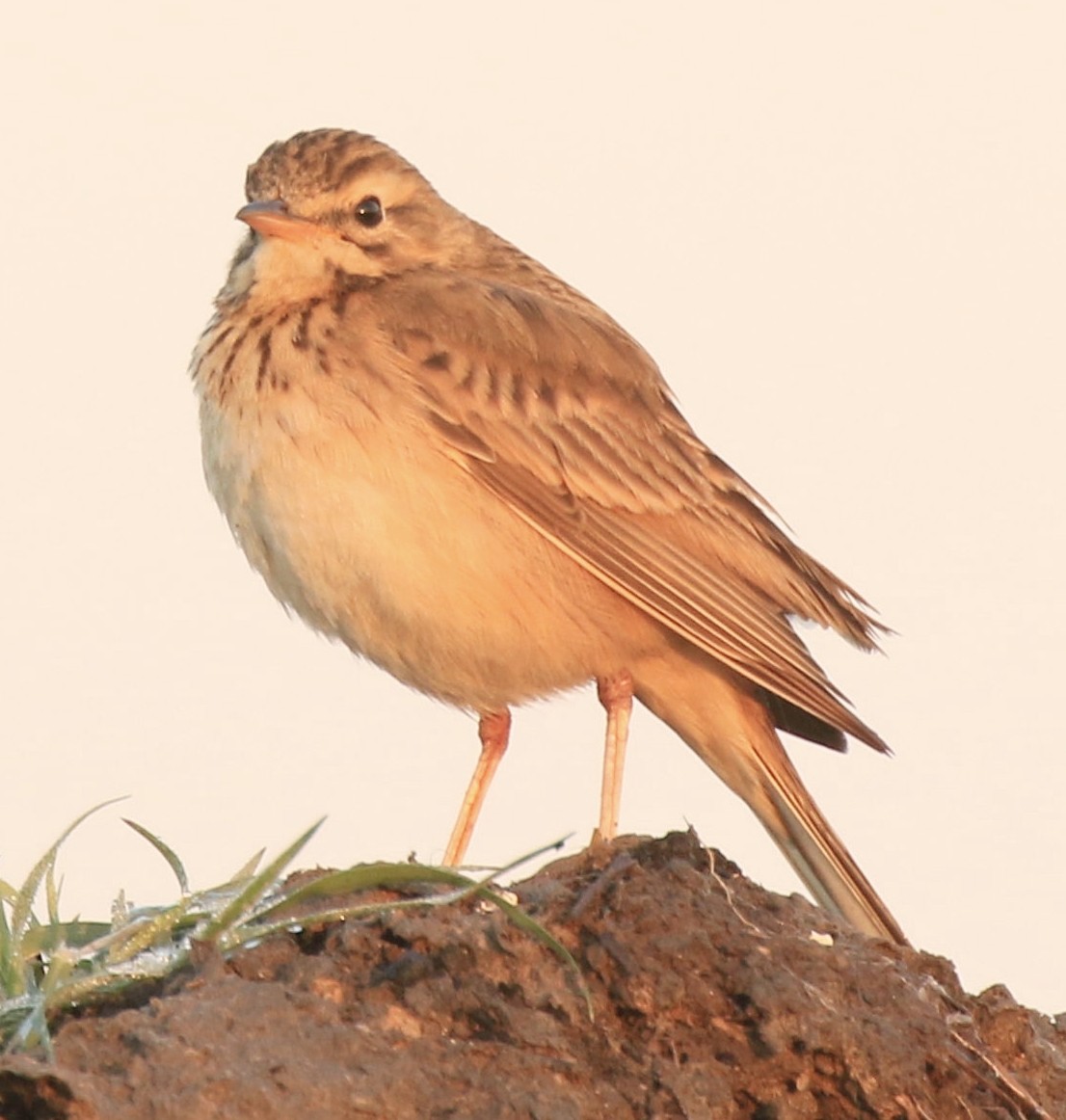 African Pipit - ML377090461