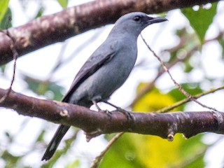  - Makira Cicadabird