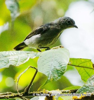  - Spectacled Flowerpecker