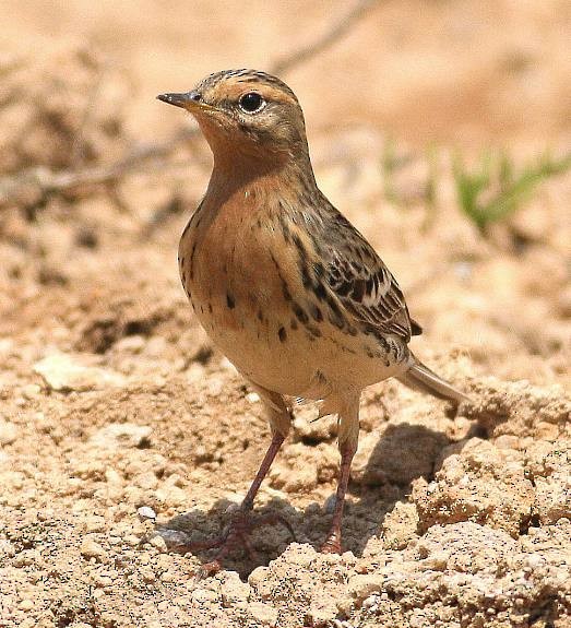 Red-throated Pipit - Tim Edelsten