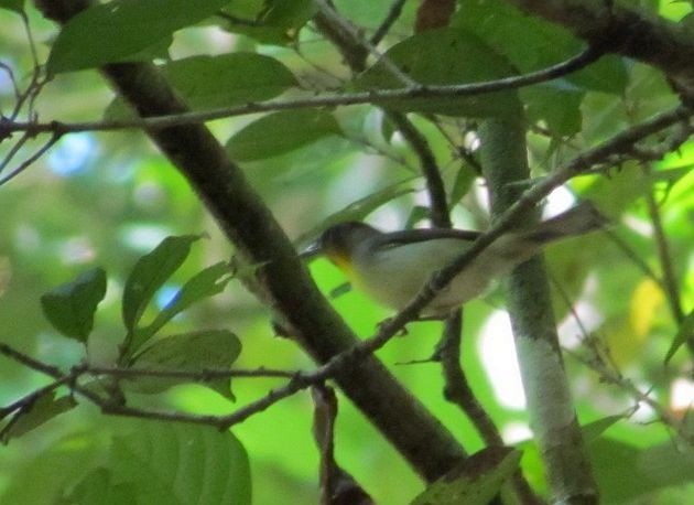 Black-crowned Babbler - ML377096751