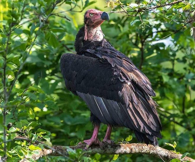 Red-headed Vulture - ML377096991