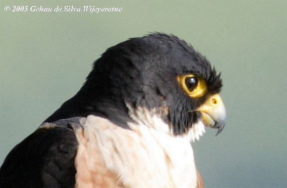Peregrine Falcon (Shaheen) - ML377097201