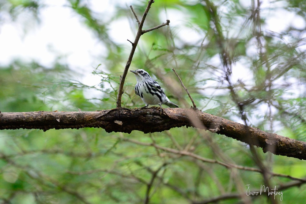 Black-and-white Warbler - ML377100431