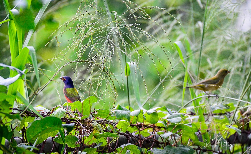 Painted Bunting - ML377100551