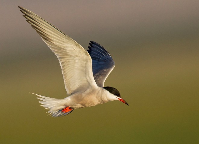 Common Tern (hirundo/tibetana) - ML377101001