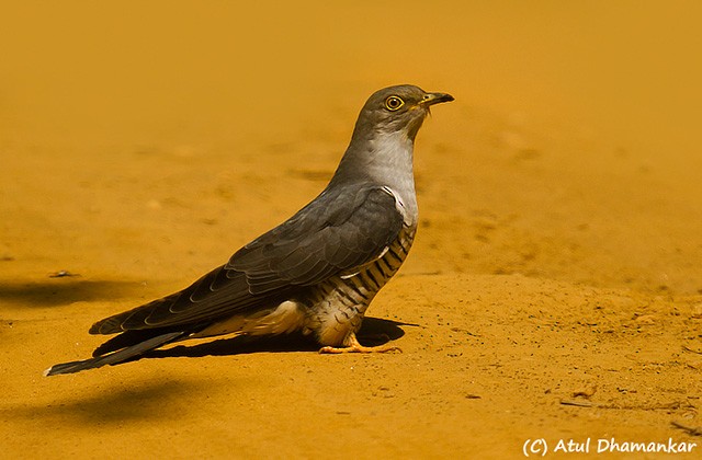 Common Cuckoo - Atul Dhamankar
