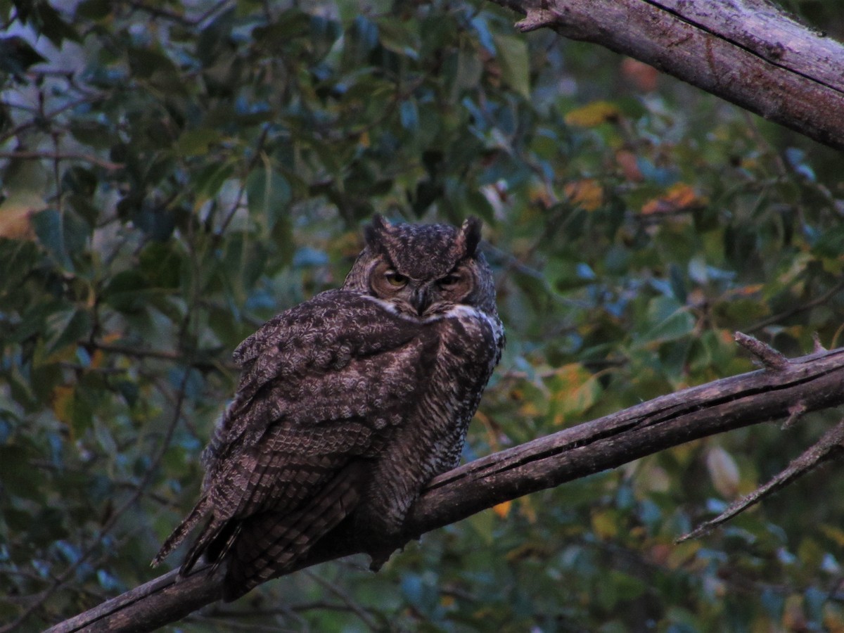 Great Horned Owl - Diana  Roberts