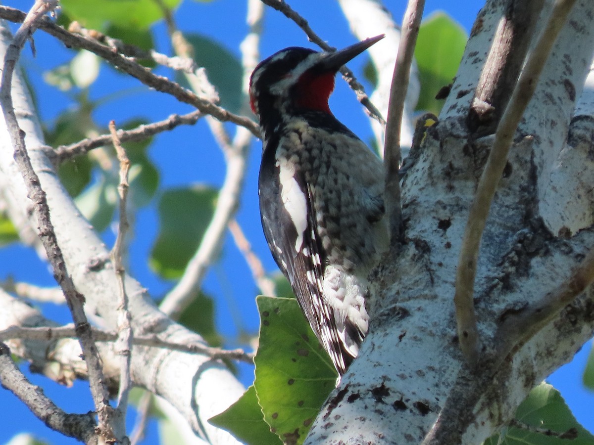 Red-naped Sapsucker - Anne (Webster) Leight