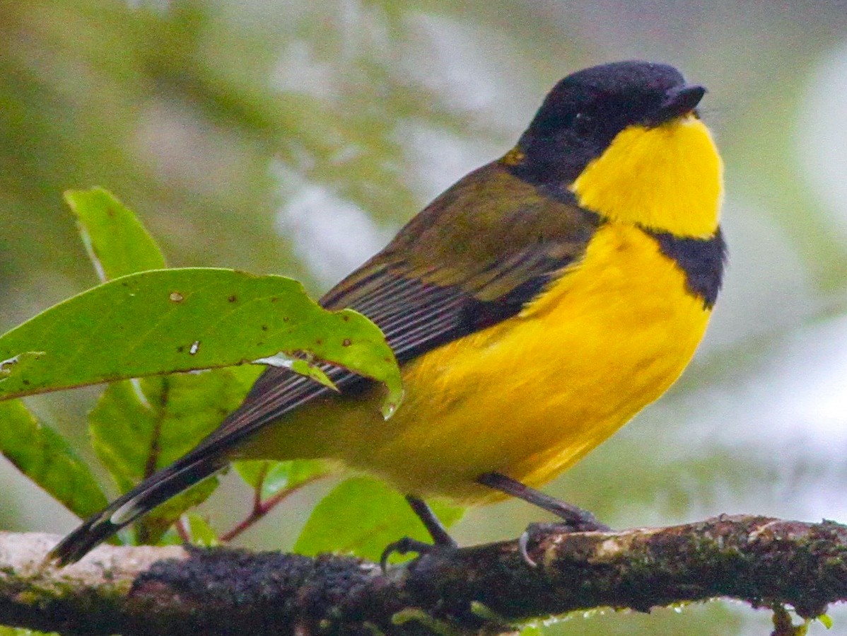 Fiji Whistler - Ebird