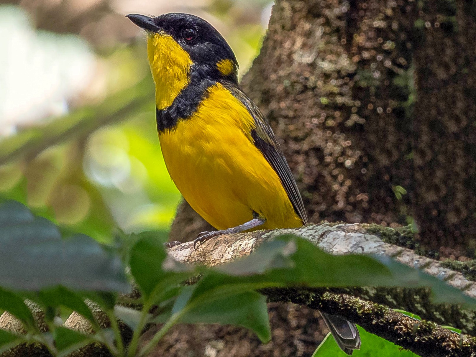 Fiji Whistler - eBird