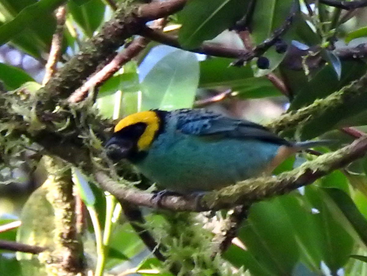 Saffron-crowned Tanager - ML377117471