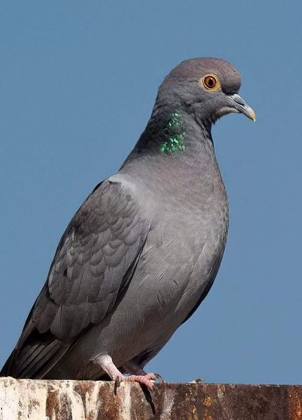 Pigeon d'Eversmann - ML377118641