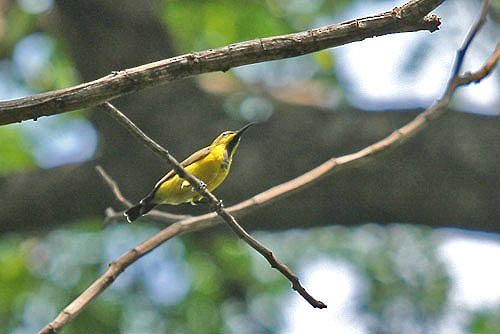 Ornate Sunbird - Fahrul Amama