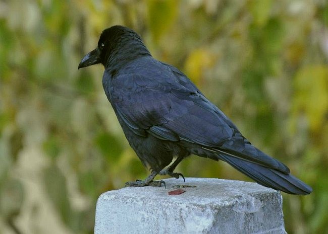 Large-billed Crow (Large-billed) - ML377118891