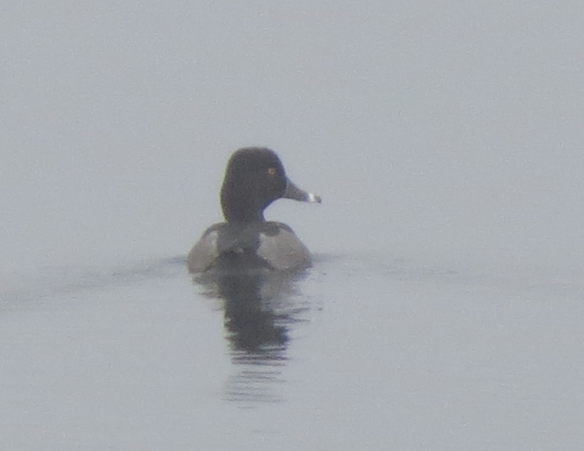 Ring-necked Duck - ML37712051