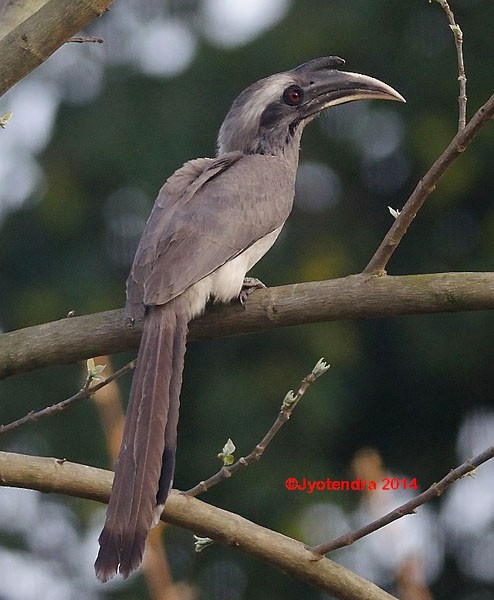 Indian Gray Hornbill - Jyotendra Thakuri