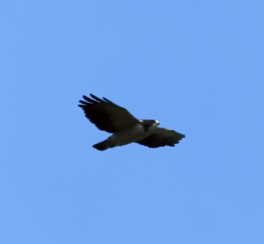 Short-tailed Hawk - Gustavo A. Rodriguez