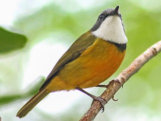  - New Caledonian Whistler