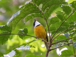  - New Caledonian Whistler