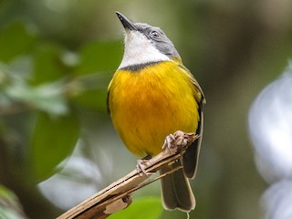  - New Caledonian Whistler