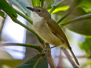  - New Caledonian Whistler