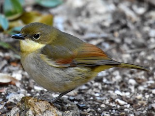  - New Caledonian Whistler