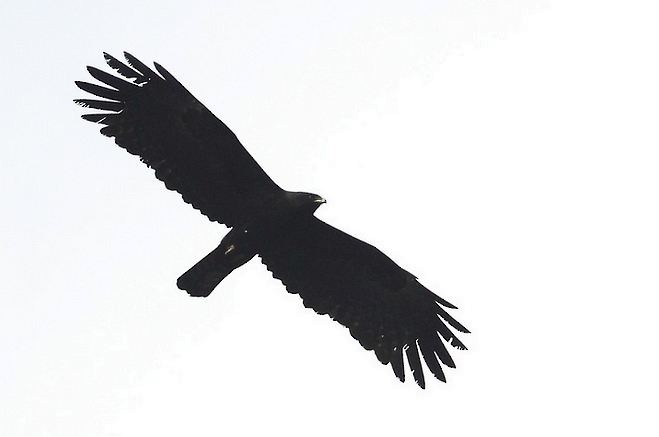 Black Eagle - Myron Tay