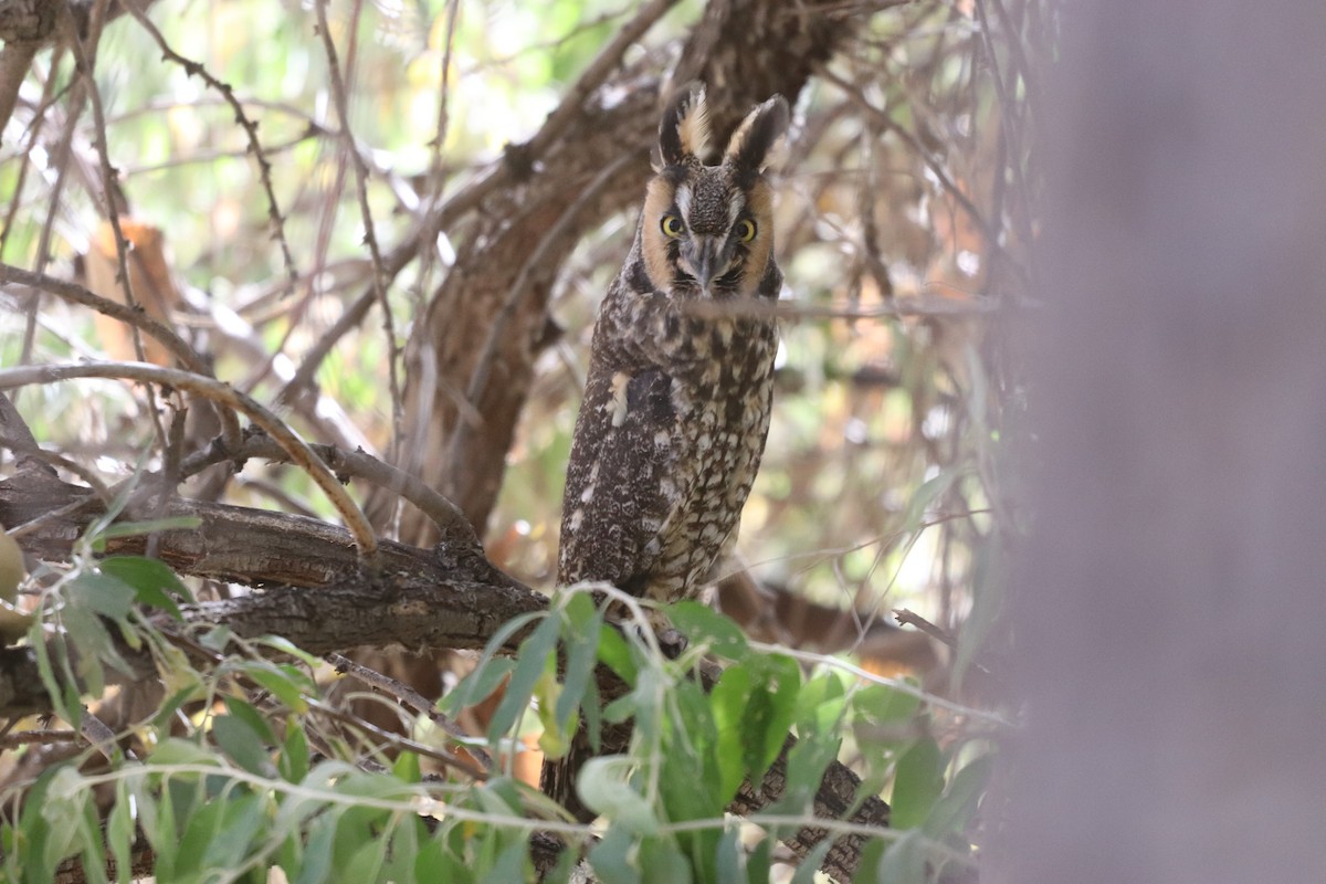 Long-eared Owl - ML377136511