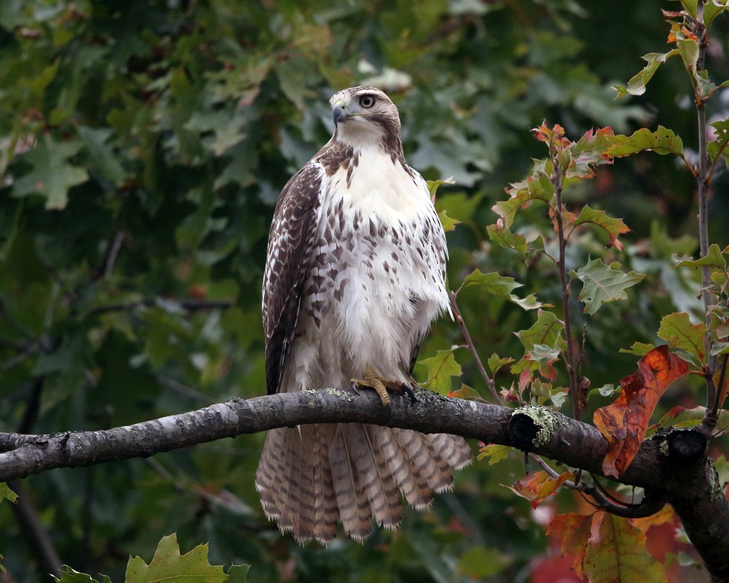 Red-tailed Hawk - ML37713711