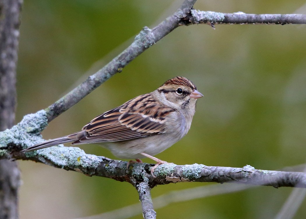 Chipping Sparrow - ML37714311
