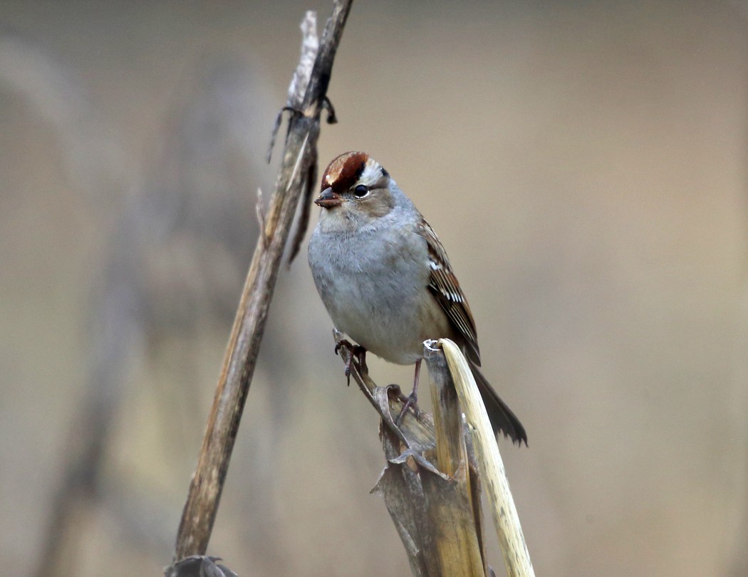 White-crowned Sparrow - ML37714421