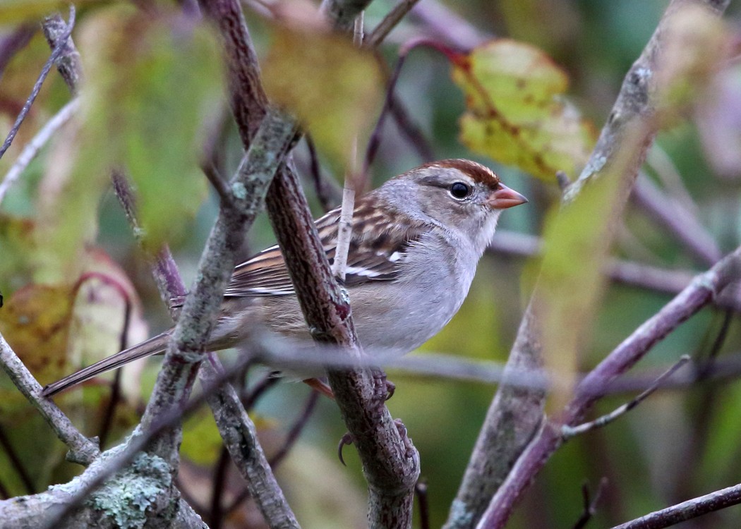 White-crowned Sparrow - ML37714431