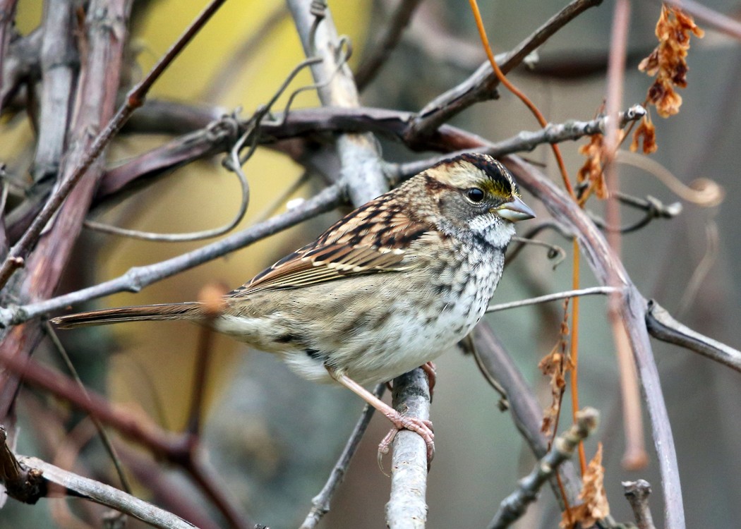 White-throated Sparrow - ML37714461