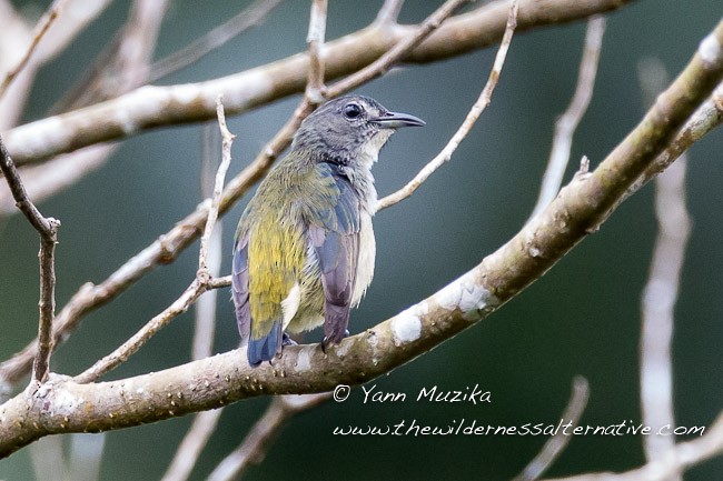 Pygmy Flowerpecker - Yann Muzika
