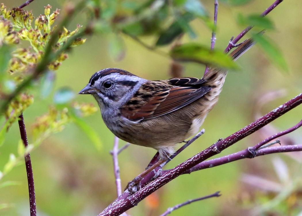 Swamp Sparrow - ML37714601