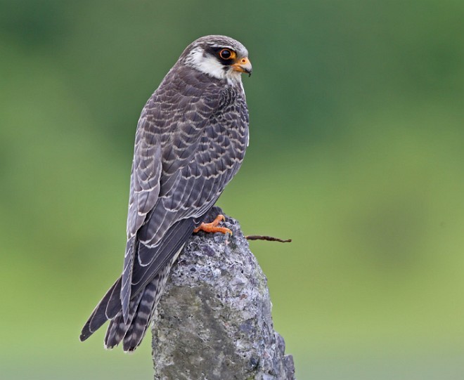 Amur Falcon - Sarita Subramaniam
