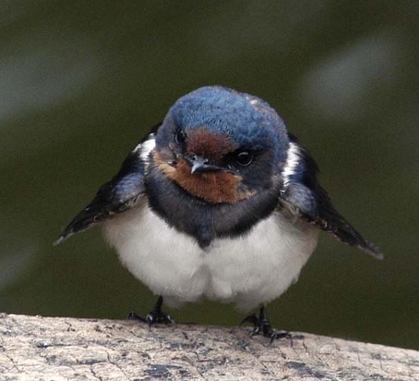 Barn Swallow - undefined