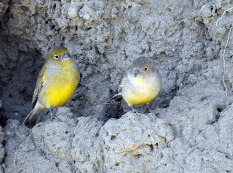 Patagonian Yellow-Finch - ML377150691