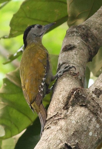 Gray-headed Woodpecker (Black-naped) - Soumyajit Nandy