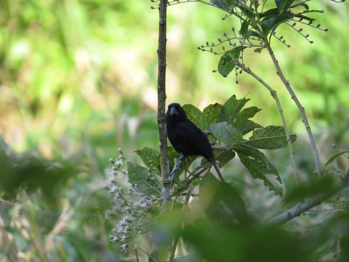 Variable Seedeater - ML37715651