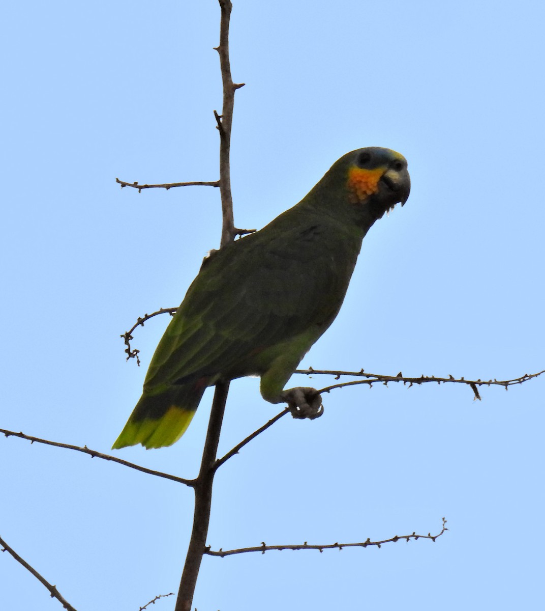 Orange-winged Parrot - ML377158111