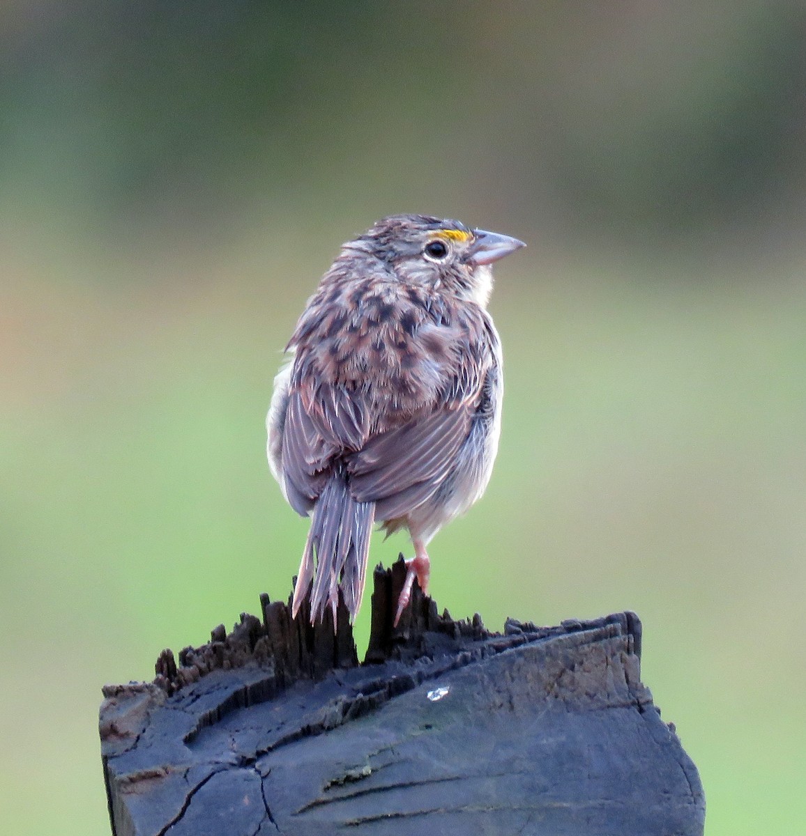 Grassland Sparrow - ML377158471