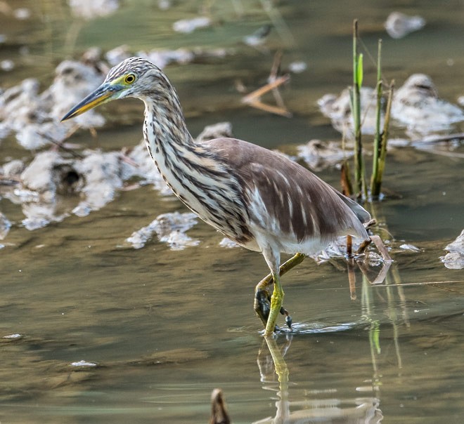 Chinese Pond-Heron - Mohit Kumar Ghatak