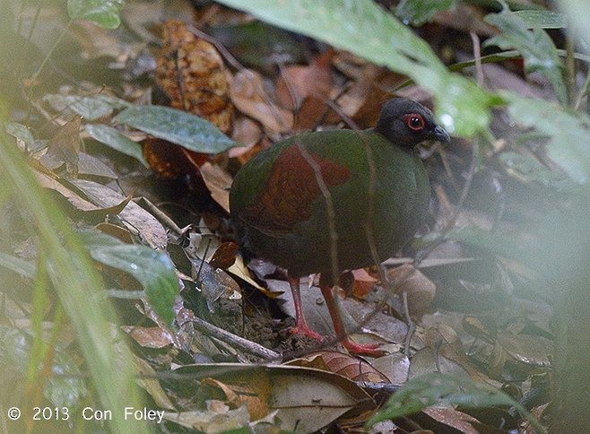 Crested Partridge - ML377159691